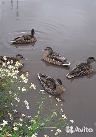 Подсадная Утка Кряква