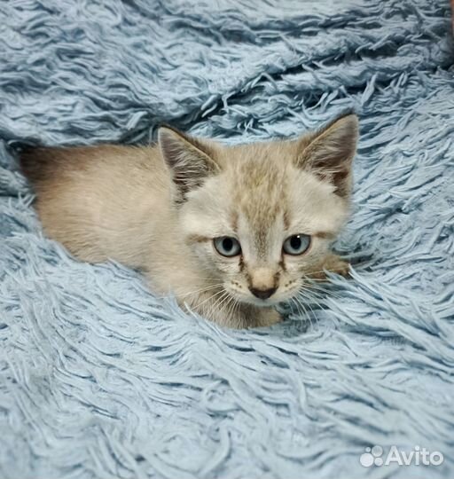 Сиамские котята