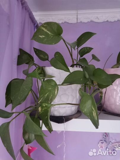 Комнатные растения