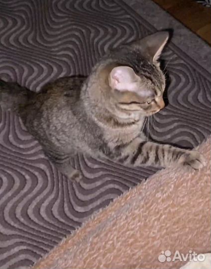 Кошка