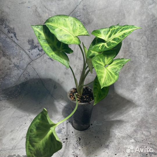 Сингониум разные виды