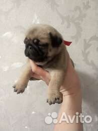 Щенки мопса