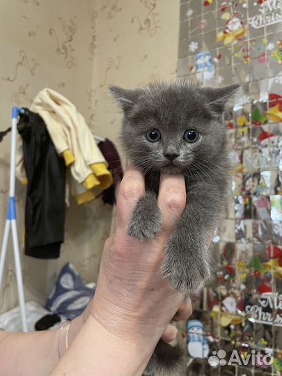 Британские котята