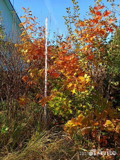 Дуб красный 3 метра