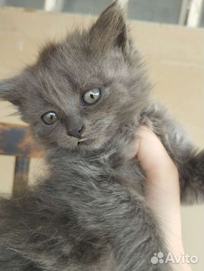 Котёнок девочка в добрые руки