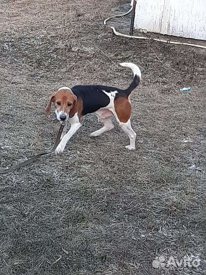 Щенки эстонской гончей