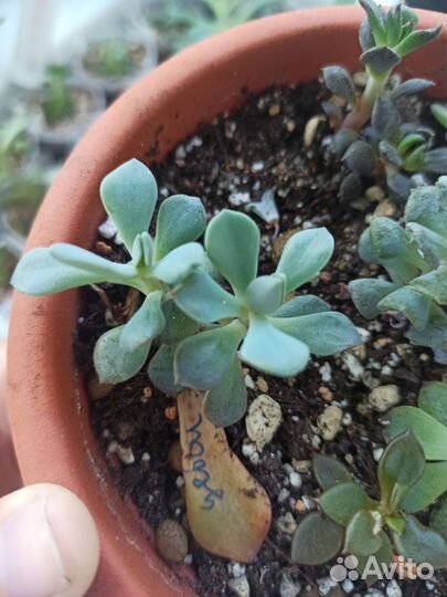 Суккуленты набор