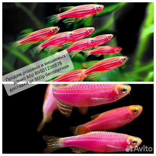 Анцитрусы барбусы данио золотые и растения