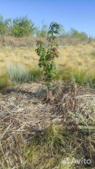 Декоративные и плодовые растения