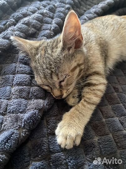 Отдам котёнка в добрые руки