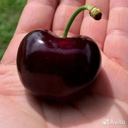 Грецкий орех