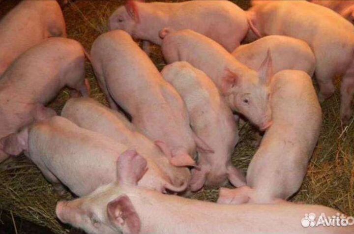 Поросята ландрас