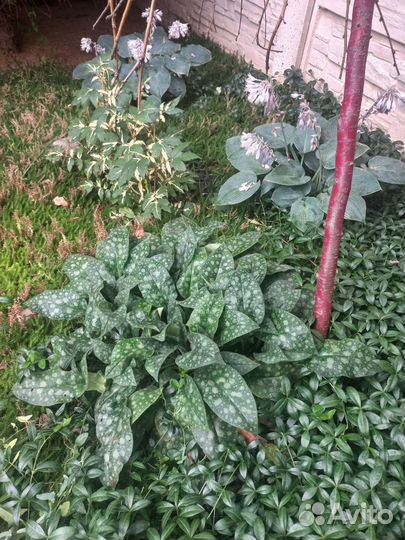 Медуница сахарная