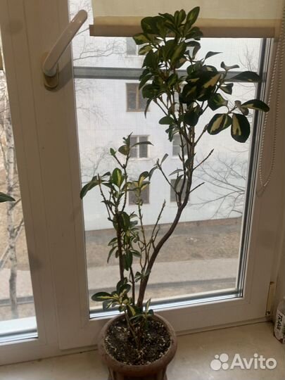 Комнатные цветы
