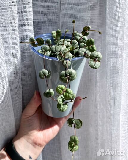 Растения разные #2