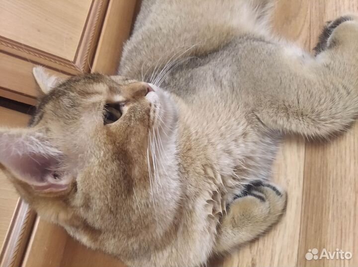 Котёнок