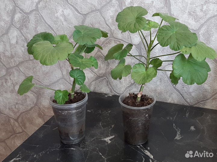 Пеларгония красная Герань