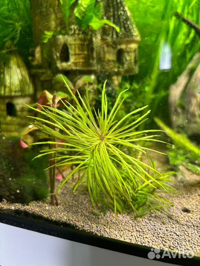 Сагиттария, Погостемон растение в аквариум