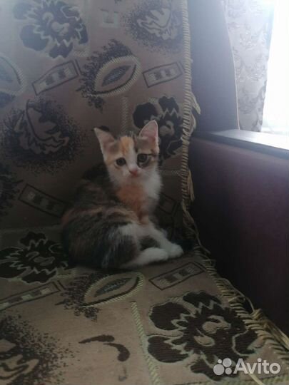 Кошка в дар