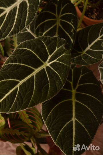 Комнатные растения цветы