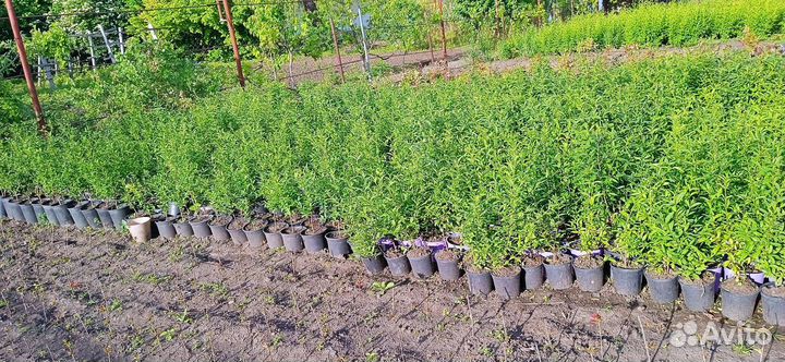 Бирючина обыкновенная