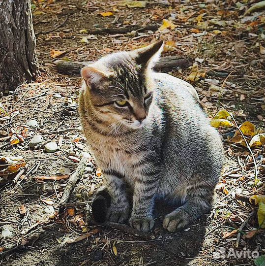 В добрые руки