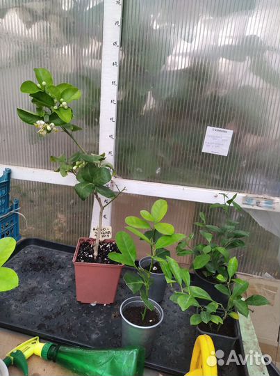 Растения комнатные и цитрусы