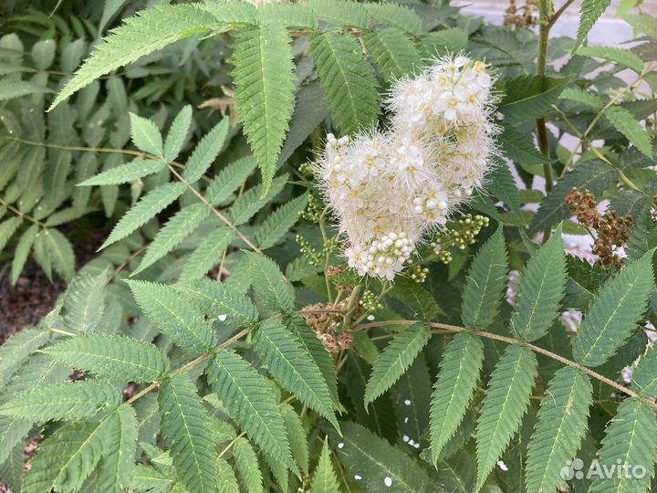 Декоративно лиственное растение живая изгородь