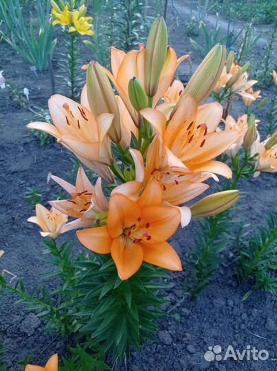 Цветы. Лилии