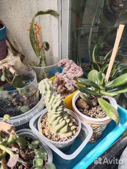 Кактус вариегатный