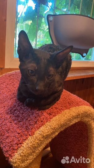 Котята корниш-рекс