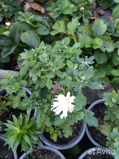 Львиный зев, хоста, хризантемы