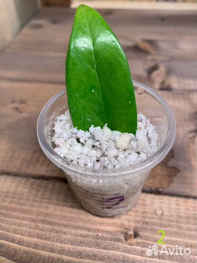 Замиокулькас вариегатный шорт лив