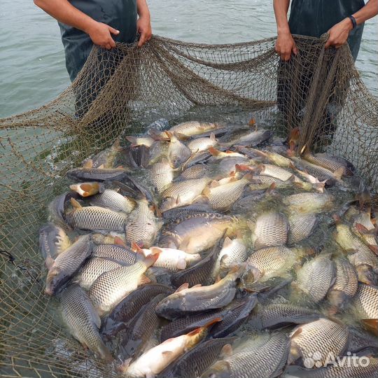 Живая рыба карп и линь