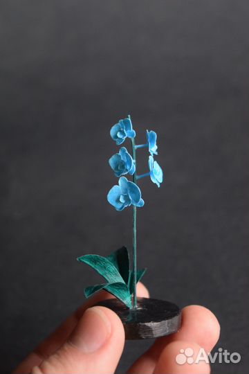 Орхидея голубая
