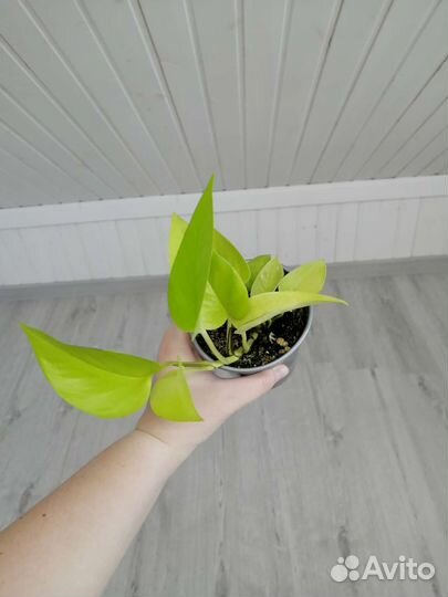 Эпипремнум неон