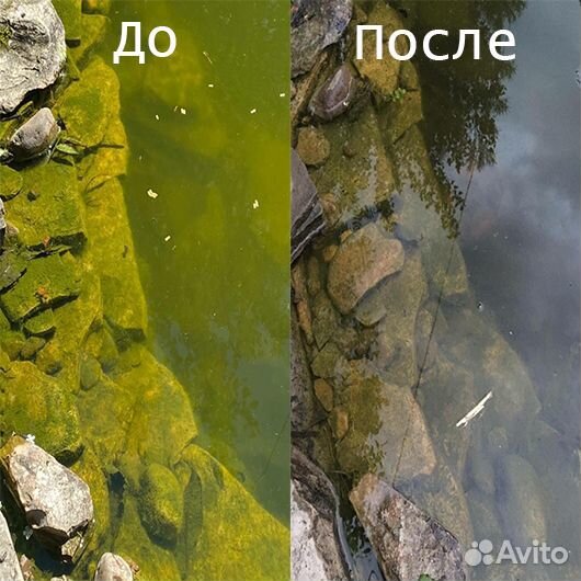 Хлорелла с доставкой