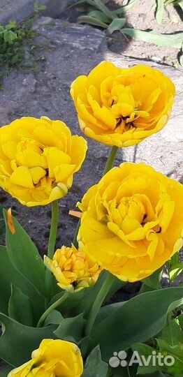 Луквицы тюльпанов