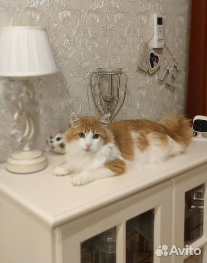 Красавец кот в добрые руки