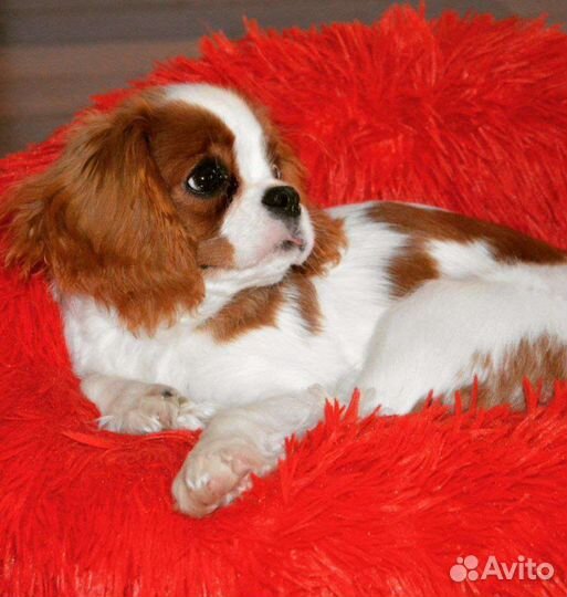 Спаниель мини кавалер щеночки