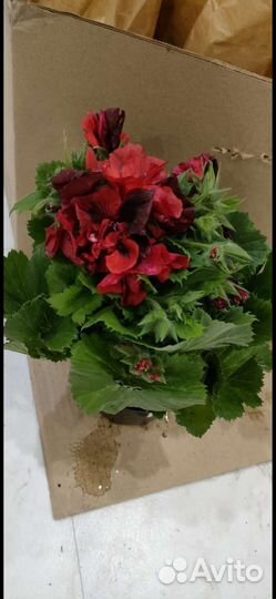 Пеларгония герань