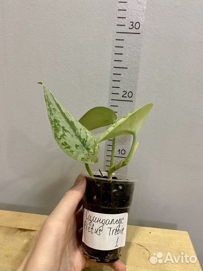 Сциндапсус Пиктус Треби