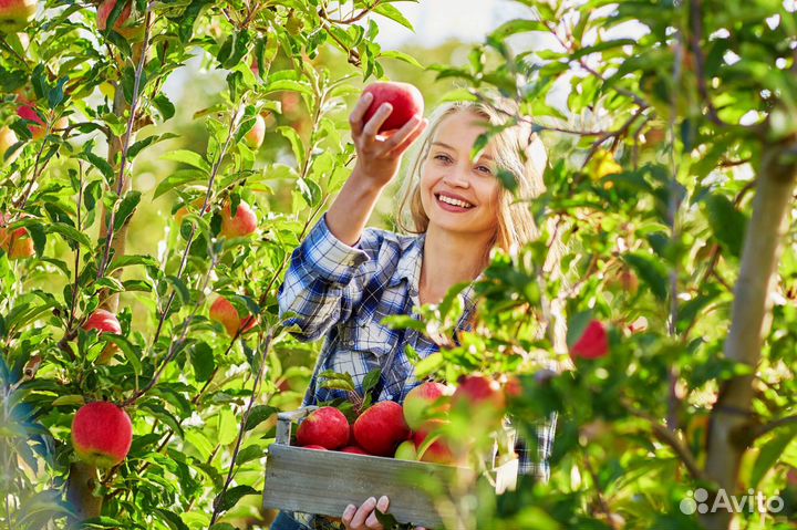 Сбор Яблок в Воронежской области