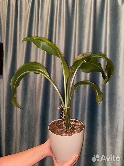 Эухарис амазонская лилия