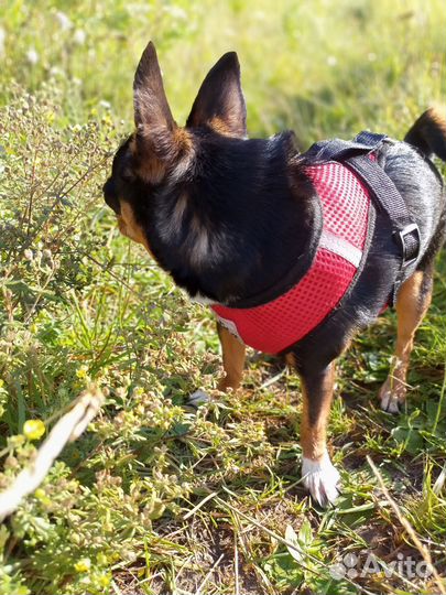 Вязка чихуахуа девочка