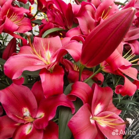 Лилии от гибриды