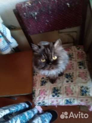 Персидская кошка Мурка
