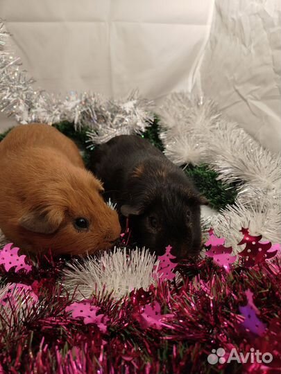 Морская свинка