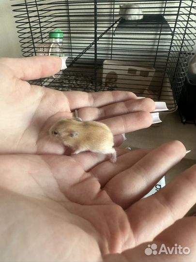 Джунгарский хомяк