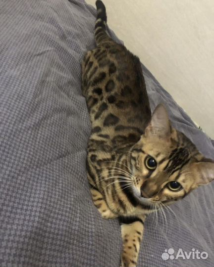 Бенгальские котята